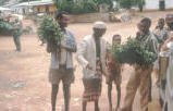 Khat, Catha edulis, being sold in Africa